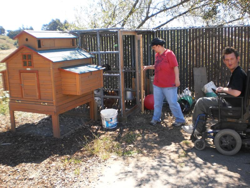 Participants caring for chickens