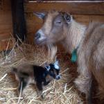 Baby goat Jasper born at the Center